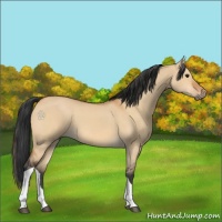 Horse Color:Bay Dun Tobiano 