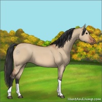 Horse Color:Bay Dun Tobiano 