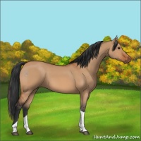 Horse Color:Bay Dun Tobiano 