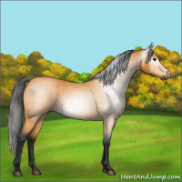 Horse Color:Gray Buckskin Roan 