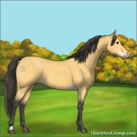 Horse Color:Buckskin 