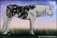 Horse Color:ERROR: UNKNOWN ANOMALY