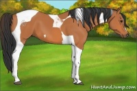 Horse Color:Bay Tobiano 