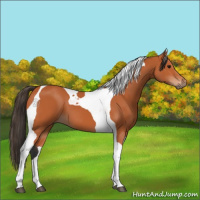Horse Color:Bay Tobiano 