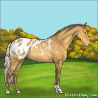 Horse Color:Silver Amber Cream Champagne Appaloosa Rabicano