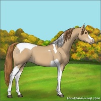 Horse Color:Red Dun Tobiano 