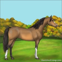 Horse Color:Buckskin 