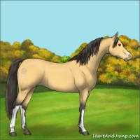 Horse Color:Buckskin 
