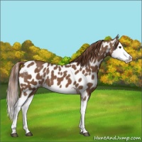 Horse Color:Chestnut Splash Appaloosa 