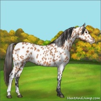 Horse Color:Bay Appaloosa 