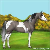 Horse Color:Grullo Splash Tobiano 