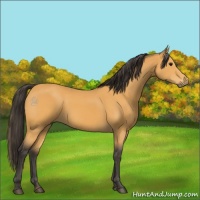 Horse Color:Buckskin 