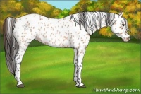 Horse Color:Bay Roan Appaloosa 
