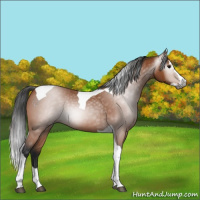 Horse Color:Gray Bay Roan Splash Tobiano 