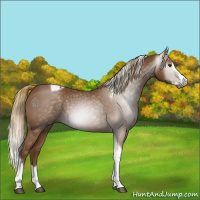 Horse Color:Gray Chestnut Splash Tobiano 