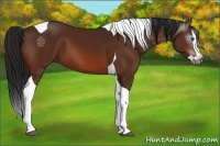 Horse Color:Gray Bay Splash Tobiano 