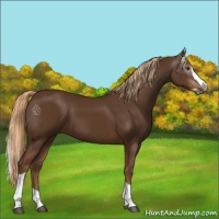 Horse Color:Gray Chestnut Splash Tobiano 