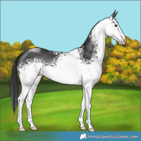 Horse Color:White Spotted Black