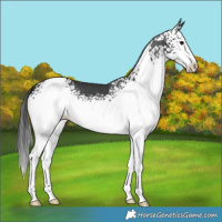 Horse Color:White Spotted Black 