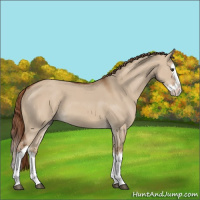 Horse Color:Red Dun Splash 
