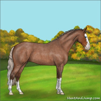 Horse Color:Silver Buckskin Roan Splash 