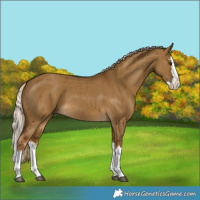 Horse Color:Chocolate Palomino Dun Splash Brindle 