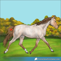 Horse Color:Bay Roan Pearl Rabicano 