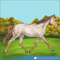 Horse Color:Red Roan Pearl 