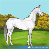 Horse Color:White Spotted Black Appaloosa Rabicano
