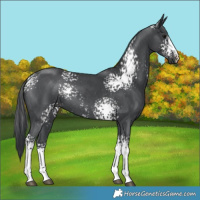 Horse Color:White Spotted Black Sabino 