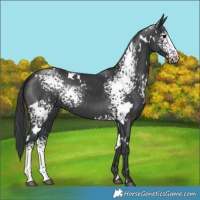 Horse Color:White Spotted Black 