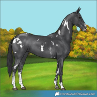 Horse Color:White Spotted Black Sabino 