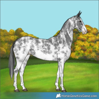 Horse Color:Black Sabino 
