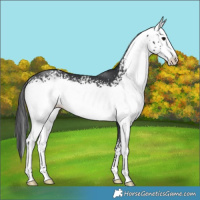 Horse Color:White Spotted Black