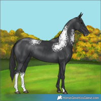 Horse Color:White Spotted Black 