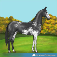 Horse Color:White Spotted Black