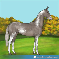 Horse Color:White Spotted Silver Black 