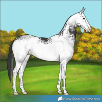 Horse Color:White Spotted Black 