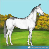 Horse Color:White Spotted Black