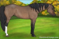 Horse Color:Brown Dun 
