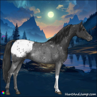 Horse Color:Black Appaloosa Rabicano