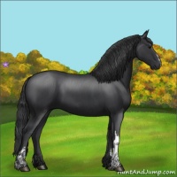 Horse Color:Black and Black