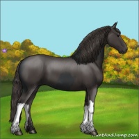 Horse Color:Black  and Smoky Black 