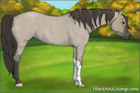 Horse Color:Smoky Grullo Roan 