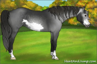 Horse Color:Gray Smoky Blue Roan Frame 