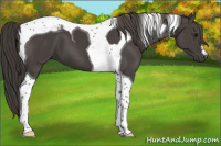 Horse Color:Smoky Black Tobiano 