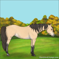 Horse Color:Buckskin 