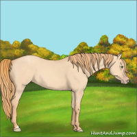 Horse Color:Gold Champagne Dun 