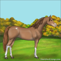 Horse Color:Chestnut Appaloosa