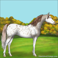 Horse Color:Red Dun Splash Near Leopard 